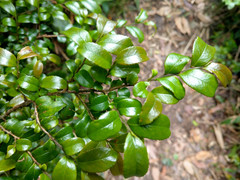 Eurya crenatifolia