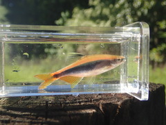 Orangetail Shiner photo 3