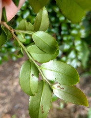 Eurya crenatifolia