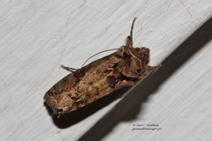 Ctenoplusia accentifera