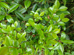 Syzygium elliptifolium