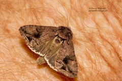 Ctenoplusia accentifera