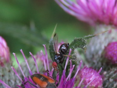 Seioptera vibrans