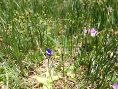 Pinguicula