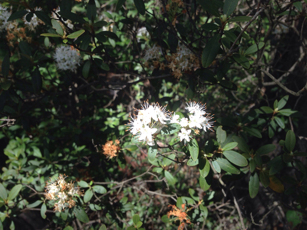 Rhododendron micranthum; photograph (c) Kim, Hyun-tae, some rights reserved (CC BY)
