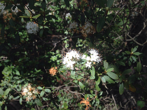 Image of Rhododendron micranthum by (c) Kim, Hyun-tae, some rights reserved (CC BY)