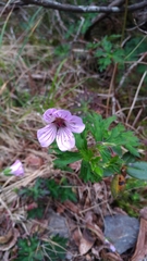 Geranium hayatanum