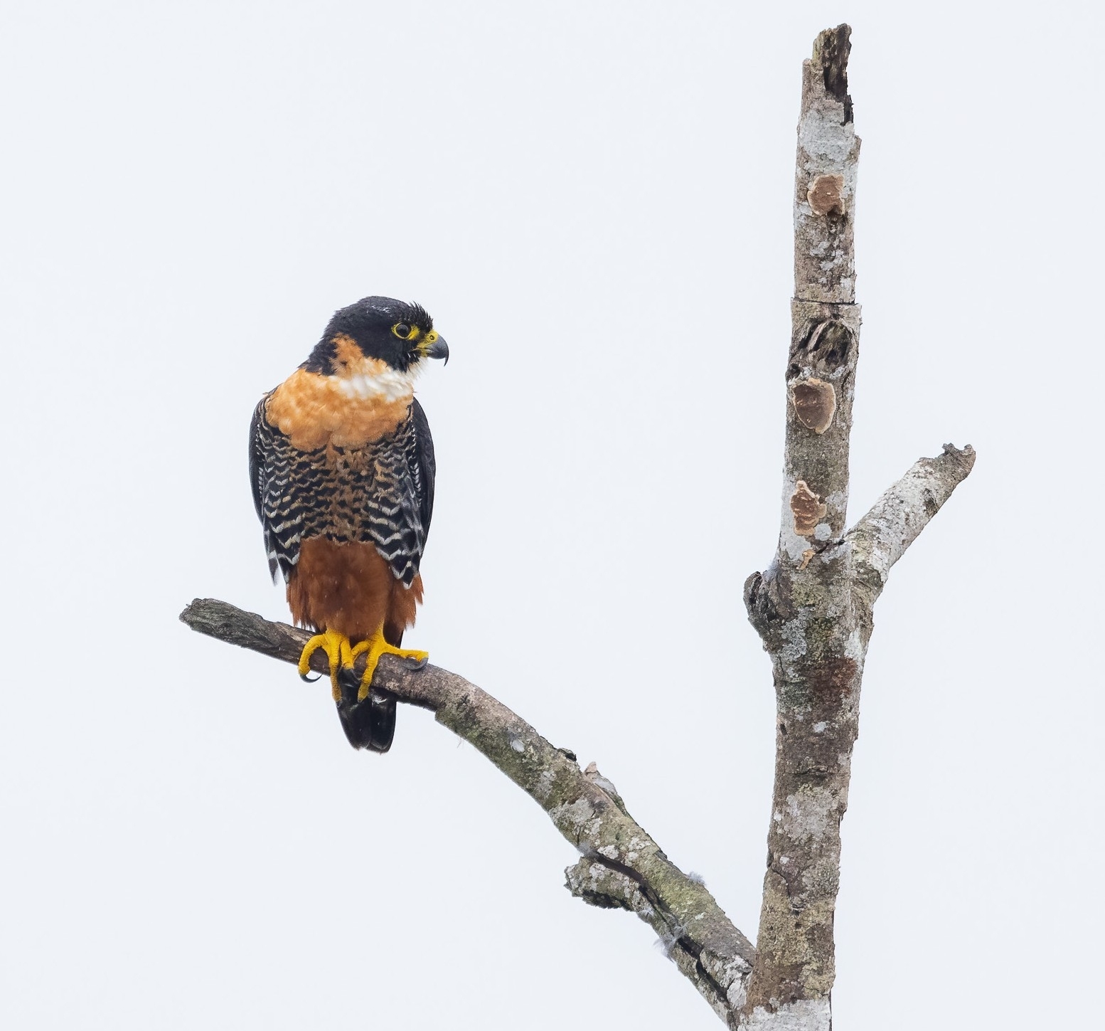 Orange-breasted Falcon illustration