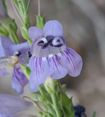 Kaibab Plateau beardtongue (Penstemon pseudoputus)