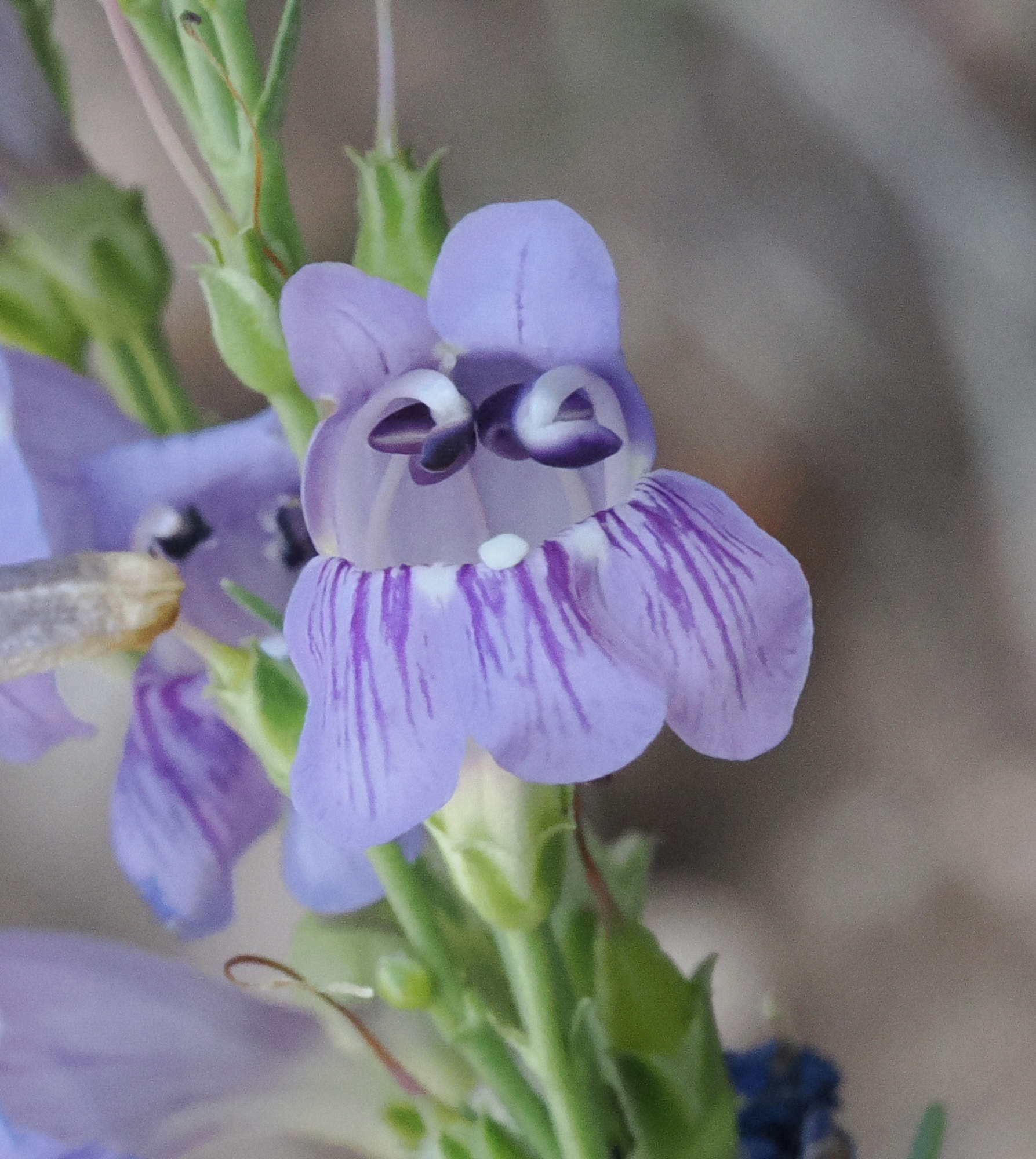 Penstemon pseudoputus