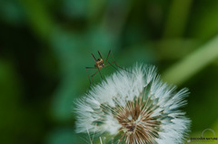 Nephrotoma pratensis