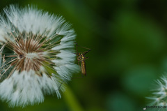 Nephrotoma pratensis