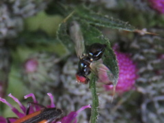 Seioptera vibrans