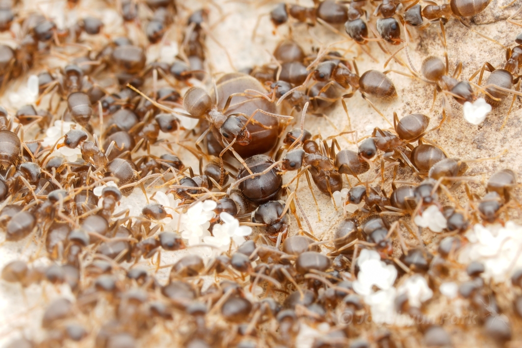 Invasive garden ant