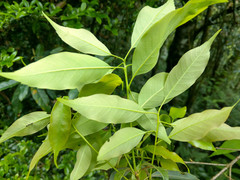 Quercus longinux