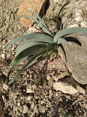 Allium wallichii