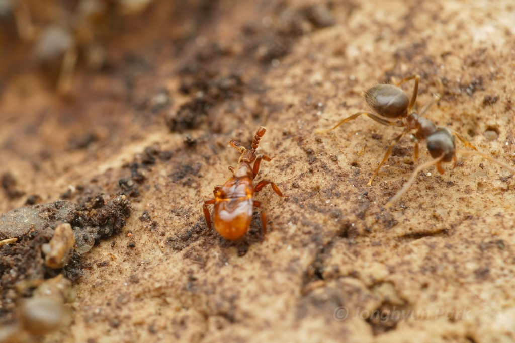 Yellow Ants'-nest Beetle