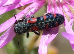 Trichodes aulicus