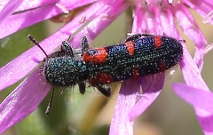 Trichodes aulicus