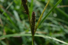 Carex hirta