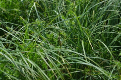 Carex hirta