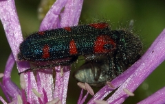Trichodes aulicus