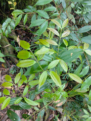 Cinnamomum subavenium