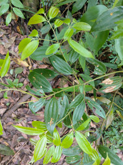 Cinnamomum subavenium