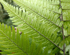 Diplazium latifrons