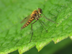Chrysopilus splendidus