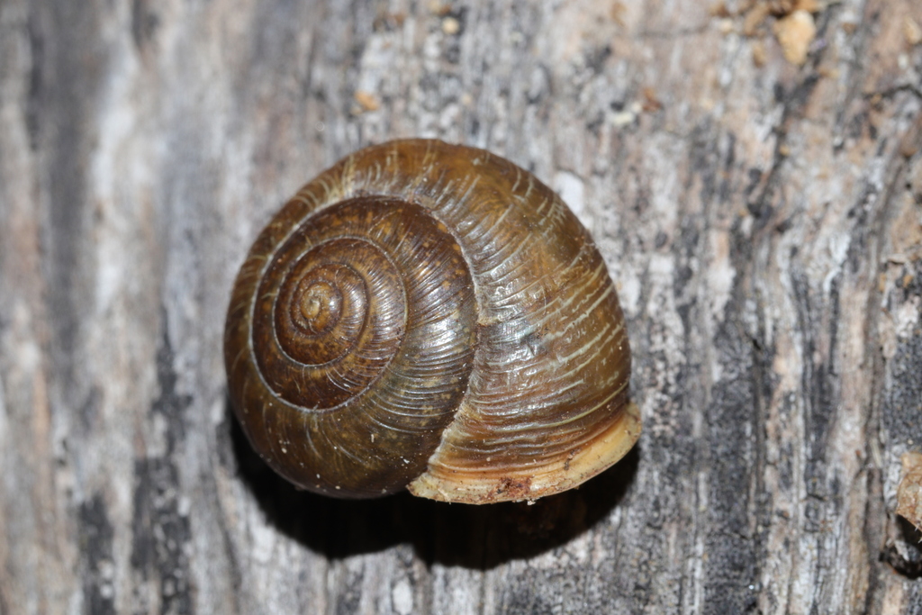 Idaho forestsnail