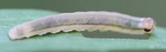 Pachyprotasis rapae