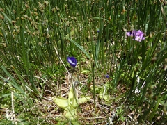 Pinguicula