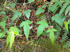 Rubus trianthus