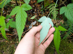 Rubus trianthus