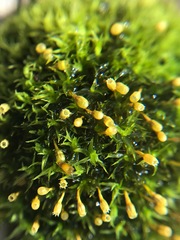 Ulota crispa