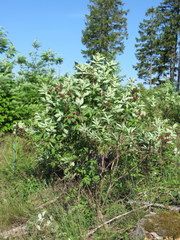 Sambucus racemosa