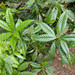Lithocarpus brevicaudatus - Photo (c) galanhsnu, algunos derechos reservados (CC BY-NC), uploaded by galanhsnu