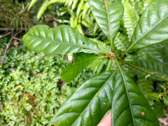 Lithocarpus brevicaudatus