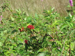 Sambucus racemosa