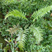 Plagiogyria adnata - Photo (c) galanhsnu,  זכויות יוצרים חלקיות (CC BY-NC), הועלה על ידי galanhsnu