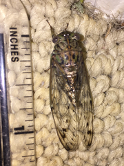 Neocicada hieroglyphica