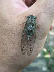 Neocicada hieroglyphica