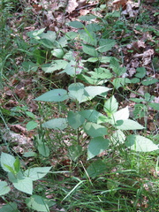 Stachys sylvatica