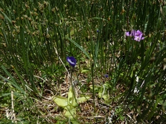 Pinguicula