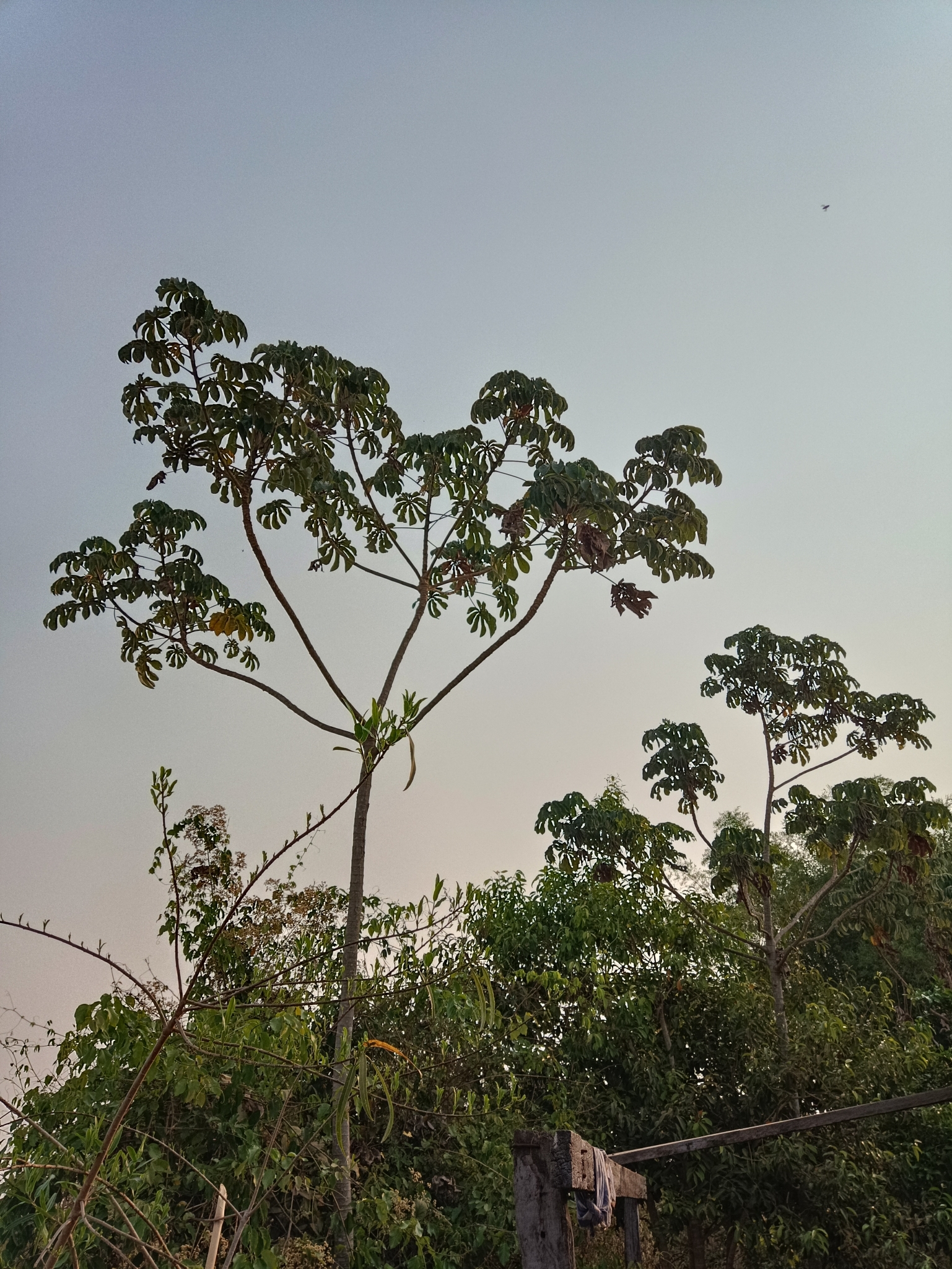 Cecropia pachystachya