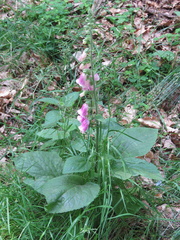 Digitalis purpurea