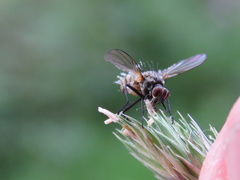 Diptera