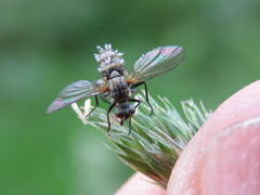 Diptera