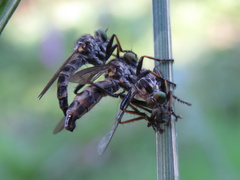 Asilinae